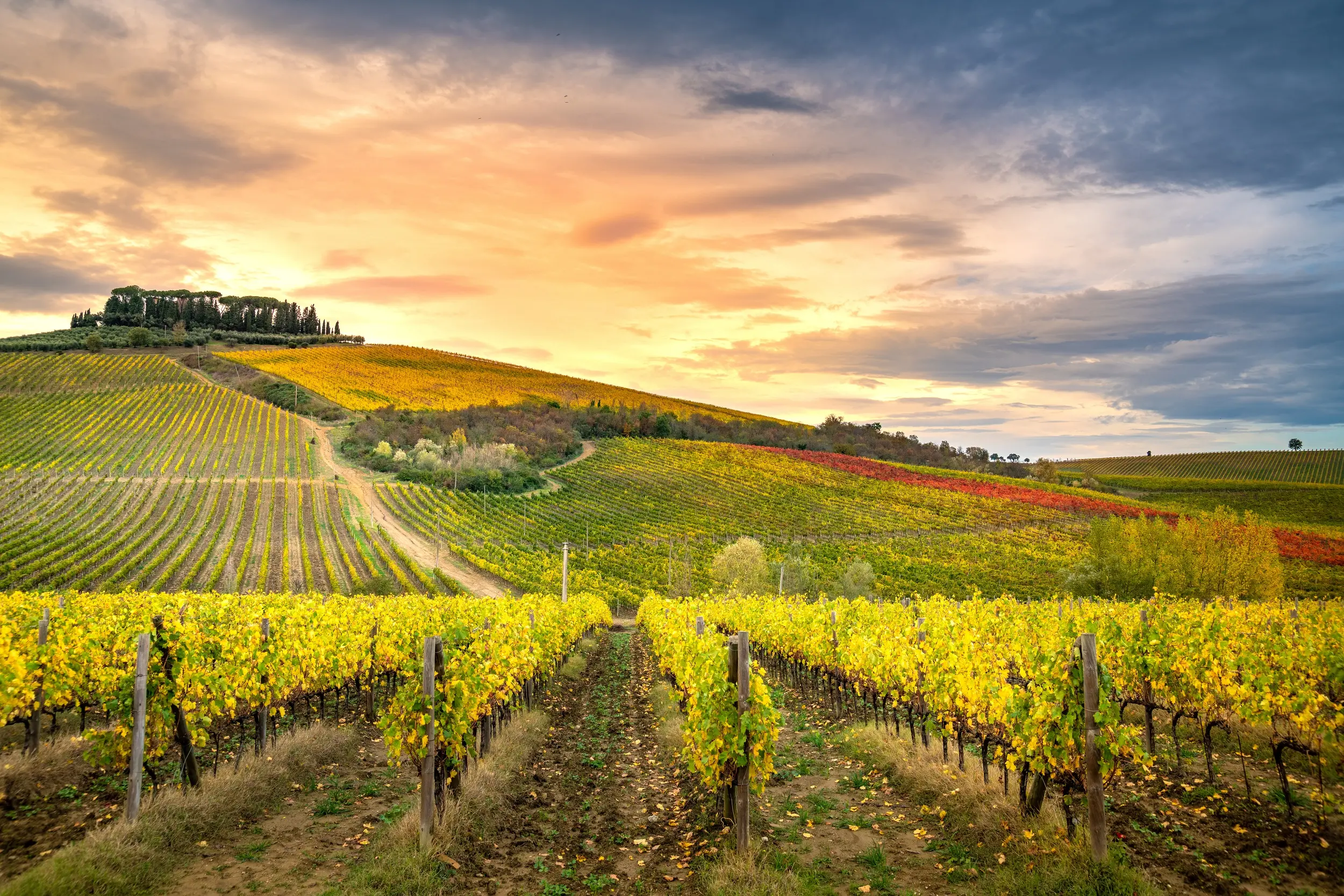 Le Chianti : 7 choses à connaitre sur ce vin toscan