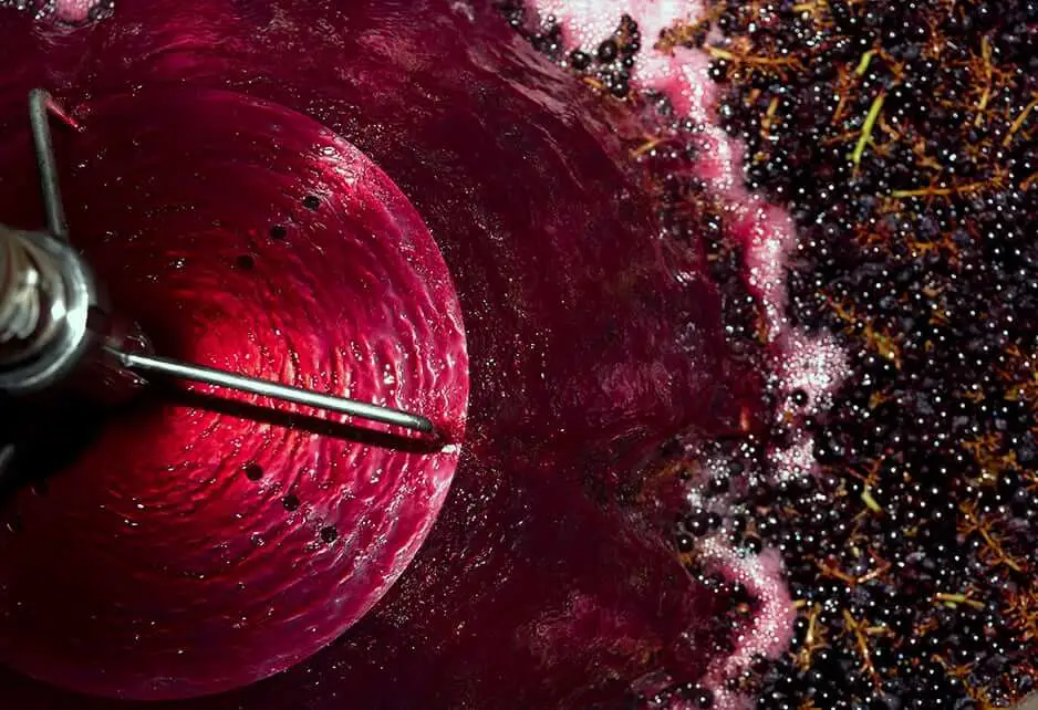 Les cépages du Beaujolais : guide complet