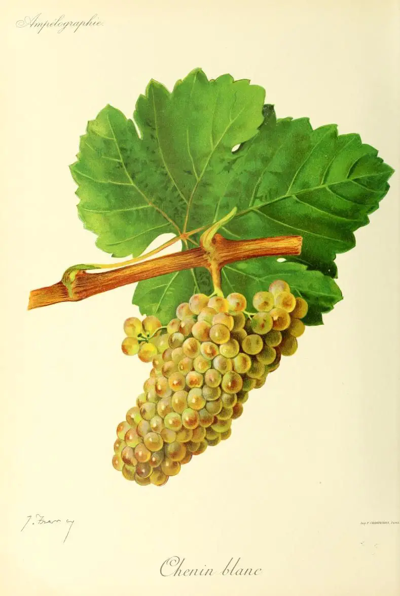 Cépage Chenin : 6 choses à savoir sur ces vins