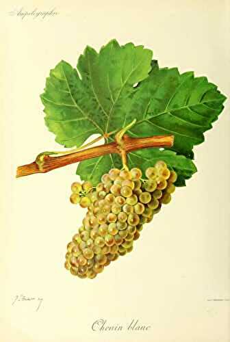 Cépage Chenin : 6 choses à savoir sur ces vins