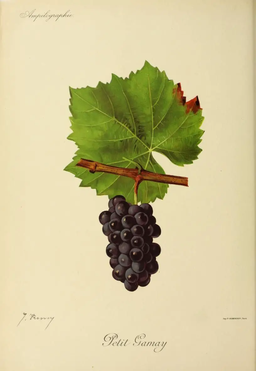 Cépage Gamay : 5 choses à savoir