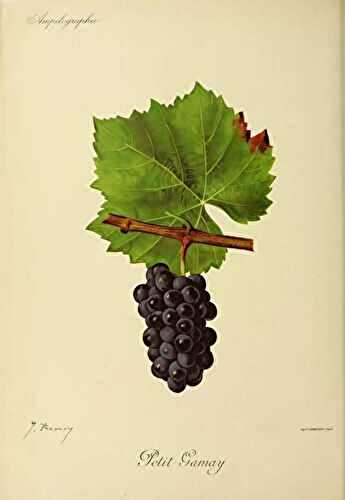 Cépage Gamay : 5 choses à savoir