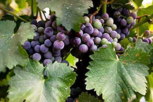 Cépage Malbec : 6 choses à savoir