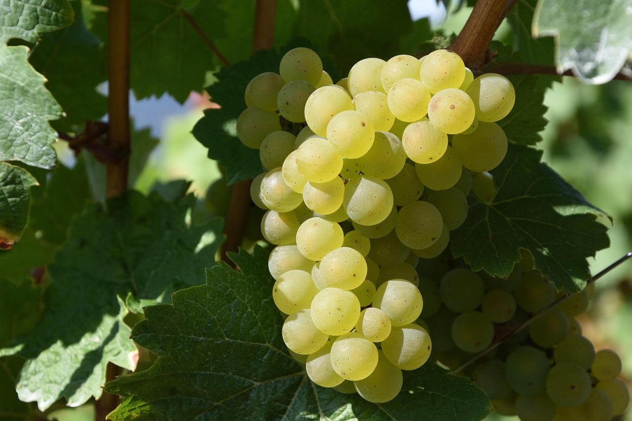 Cépages bourgogne blancs : les 3 cépages à connaitre