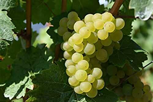 Cépages bourgogne blancs : les 3 cépages à connaitre