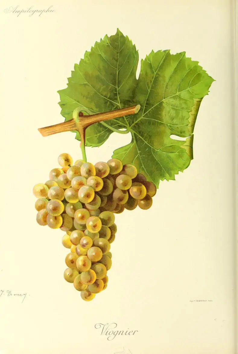 Le cépage Viognier : 5 choses à savoir