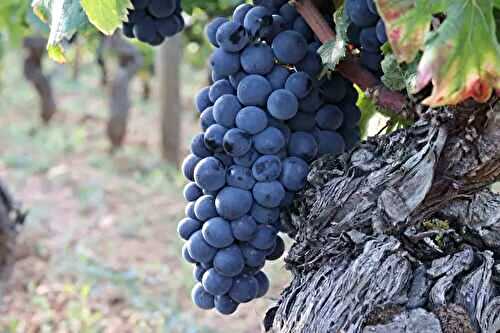 Les 7 régions du Pinot Noir à connaître