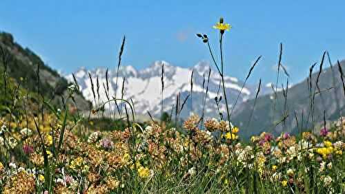 Plante de montagne le Génépi : 7 choses à savoir sur cette plante