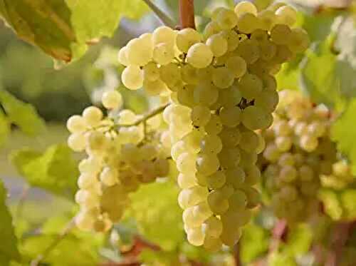Les cépages blancs en Bourgogne à connaître