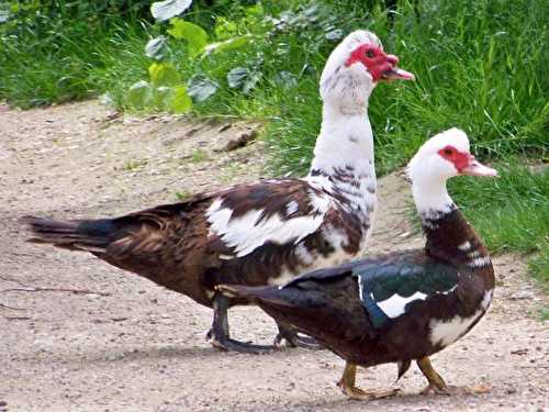 Le canard d'Oyonnax aux navets farcis et au macvin