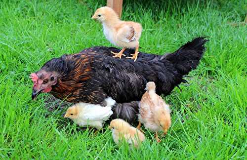 Pétition L214 contre les poules en cage