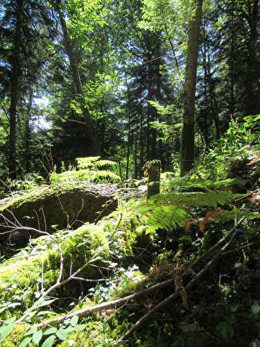 Un repas en forêt