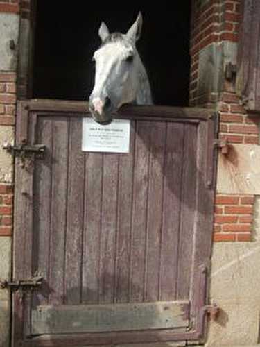 Au pays des chevaux... - Le blog de "Bienvenue-chez-Amélie"