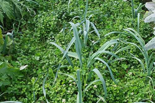 Cresson sauvage dans mon potager