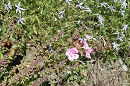 De fleurs en fleurs