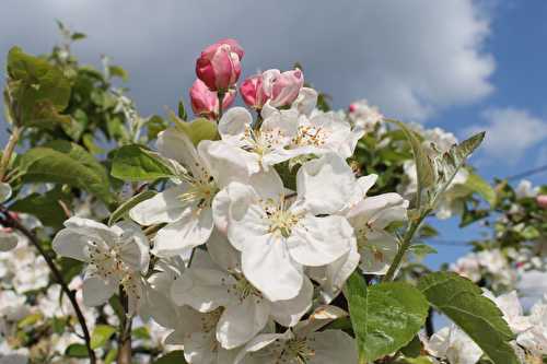 Défi : associer mes créations à des fleurs ou un paysage pendant 7 jours