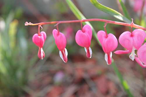 Défi : associer mes créations à des fleurs ou un paysage pendant 7 jours