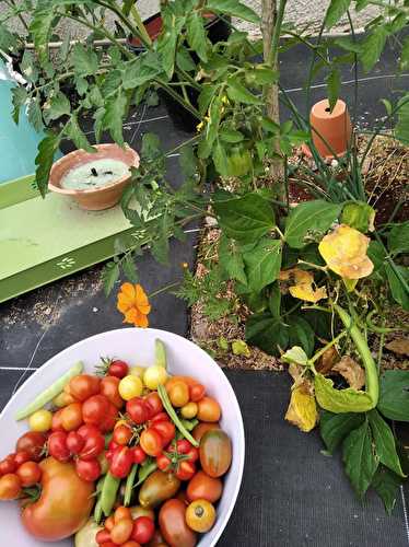 Des tomates à volonté, de la vanille...Une confiture est née !