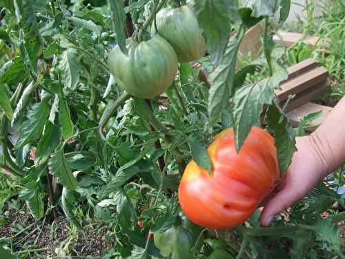 Escale dans mon potager...