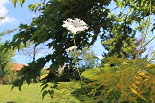 Le jardin des olfacties (2) : jardin japonais ou minéral !