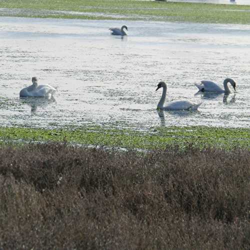 Le lac des cygnes...