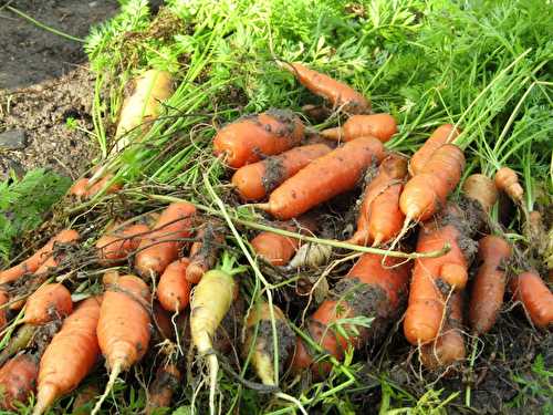 Légumes du jardin...