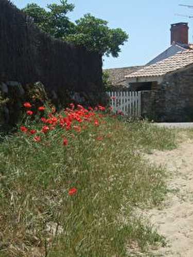 Noirmoutier ...Le paradis des fleurs