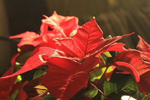 Poinsettia, l'étoile de Noël...