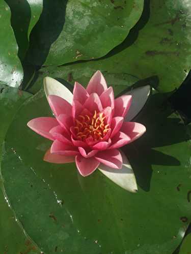 Sur les chemins et jardins d’eau au pays de la Venise Verte...