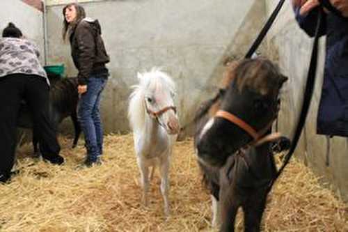 Visite au haras...