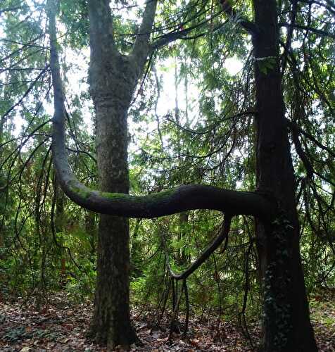 Séjour en Ariège - Le Parc aux Bambous à Lapenne