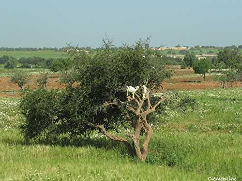 Voyage au Maroc - Fabrication d'huile d'argan et visite Essaouira