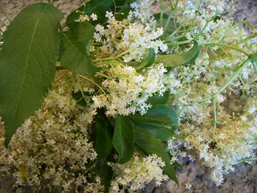 Sirop de fleurs de sureau - Le blog de coriandre-et-cie