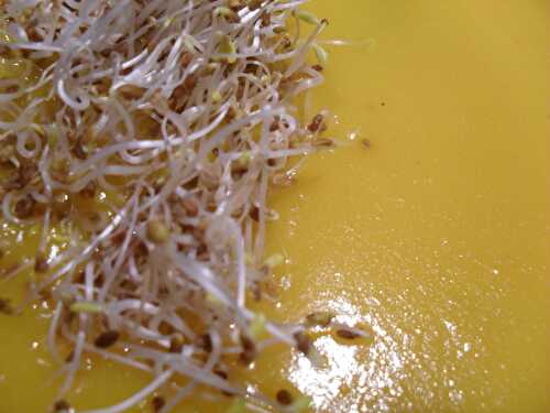 Velouté de potimarron aux graines germées - Le blog de coriandre-et-cie