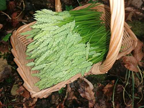 Asperges des bois