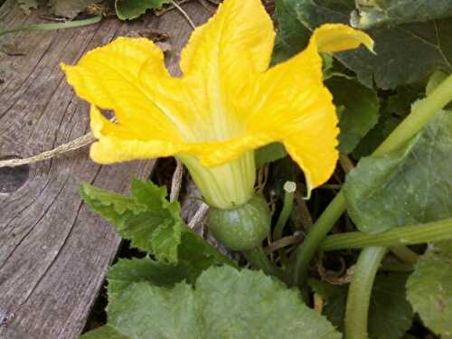 Fleurs de courgettes