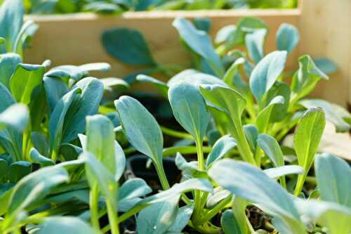 Mertensia maritima