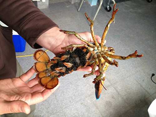 Oeufs de homard