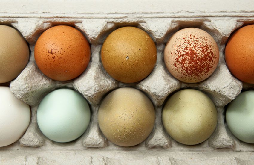 L'OEUF DE POULE