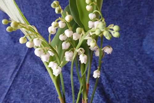 Le temps du muguet