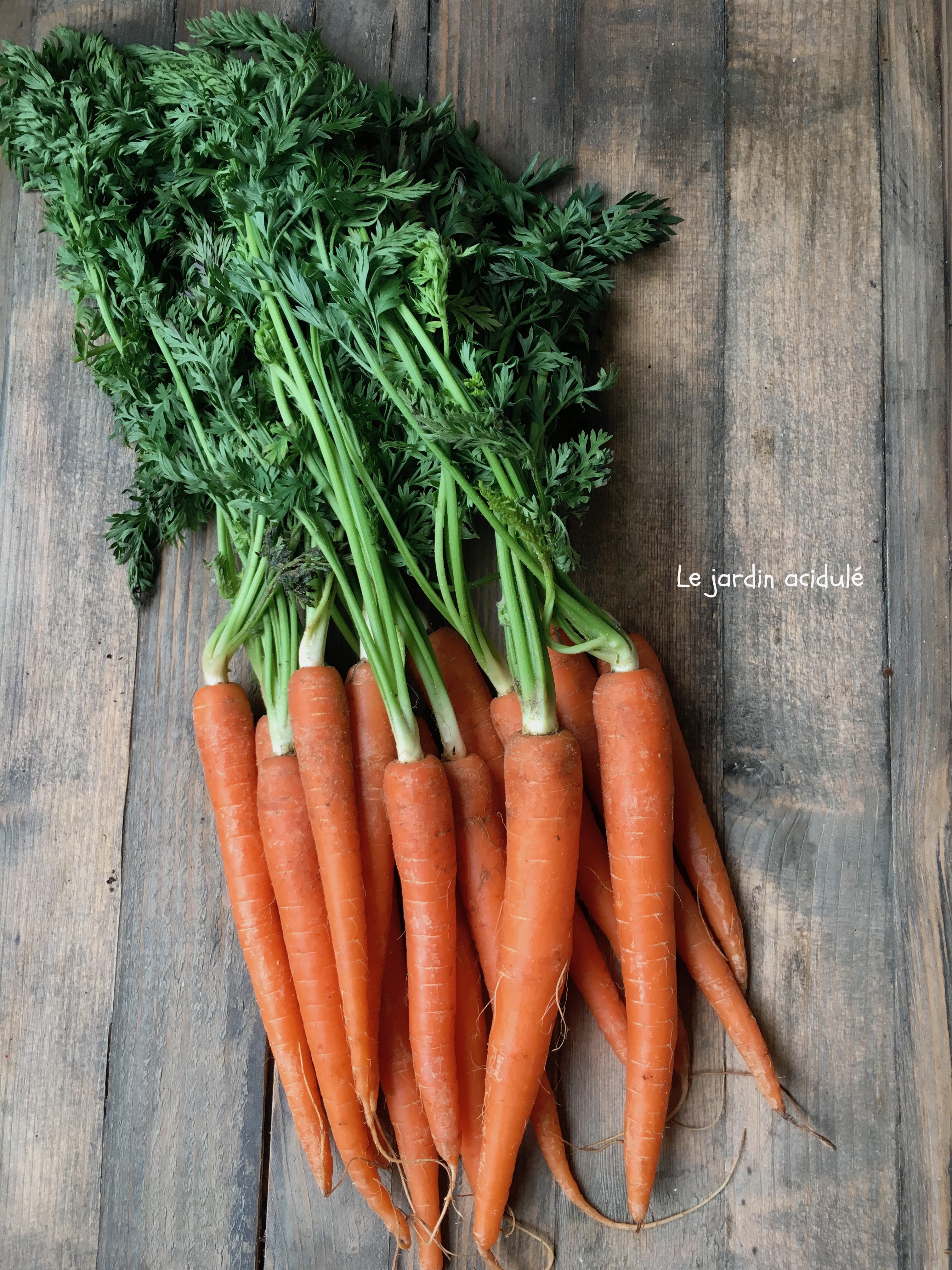 Carottes nouvelles au paprika fumé - LE JARDIN ACIDULÉ