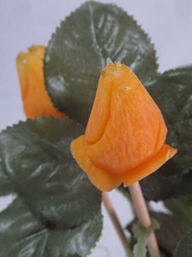 Bouton de rose fermé sur carotte