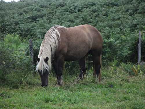 Cantal #2