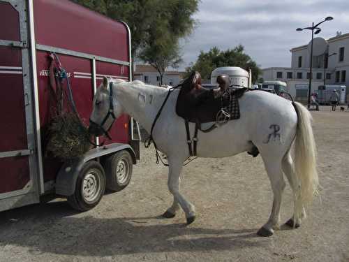 Féria du cheval 2012 #1