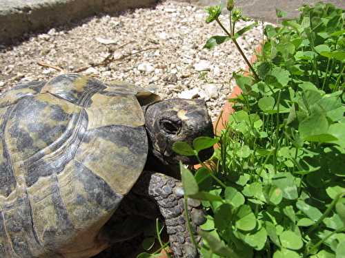 Festin de trèfle