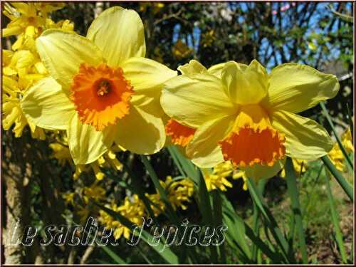 Fête des jonquilles de St Etienne de Montluc