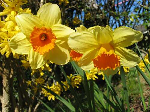 La fête des jonquilles de Saint-Etienne de Montluc, année 2009