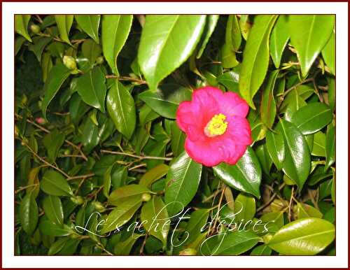 La première fleur de mon jardin