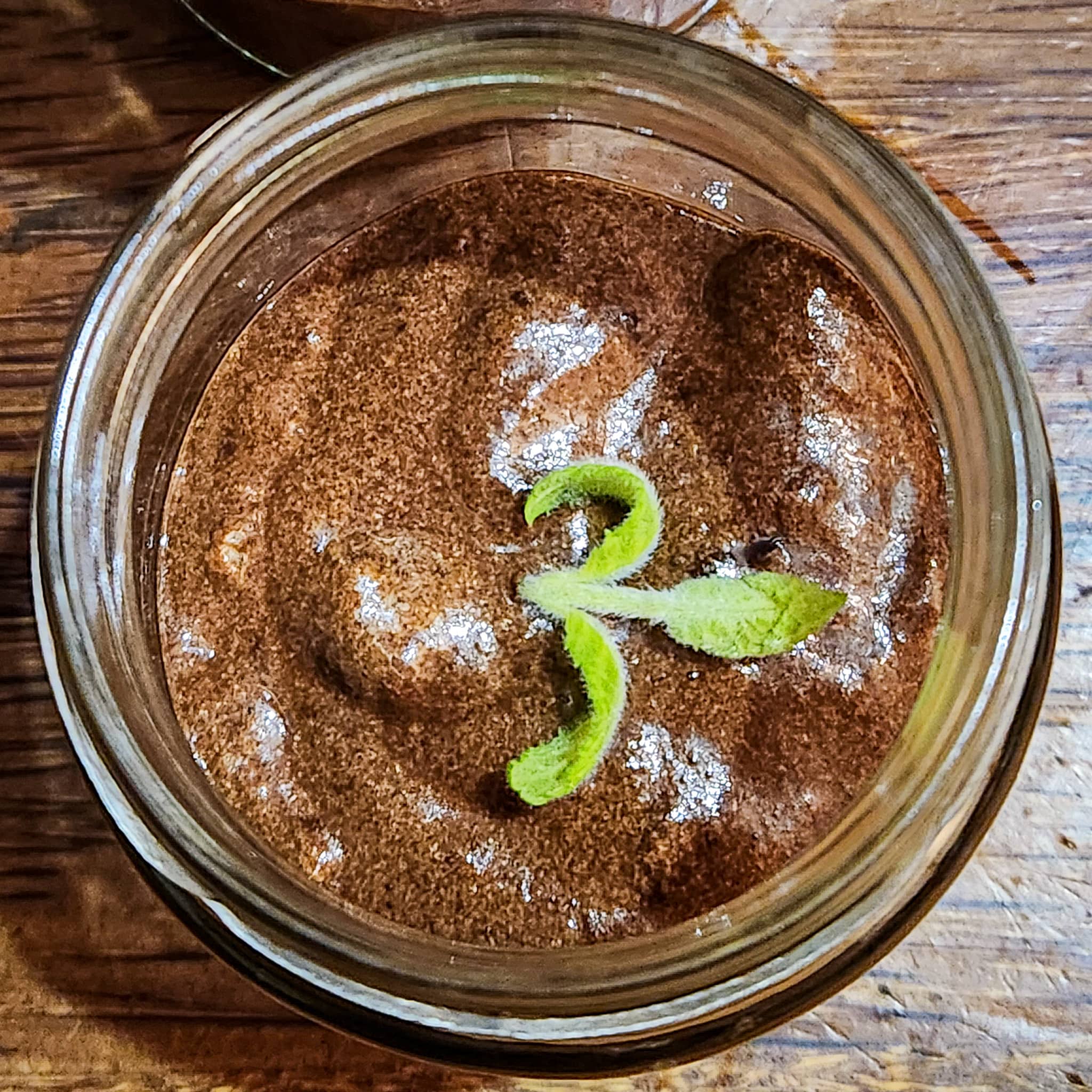 Mousse au Chocolat sans sucre