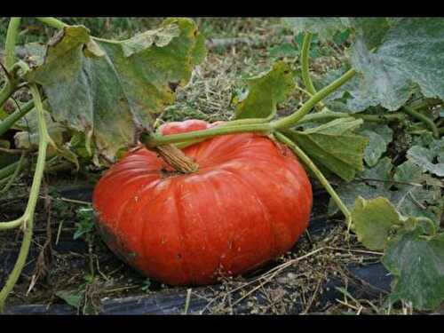 Soupe d'hallowen